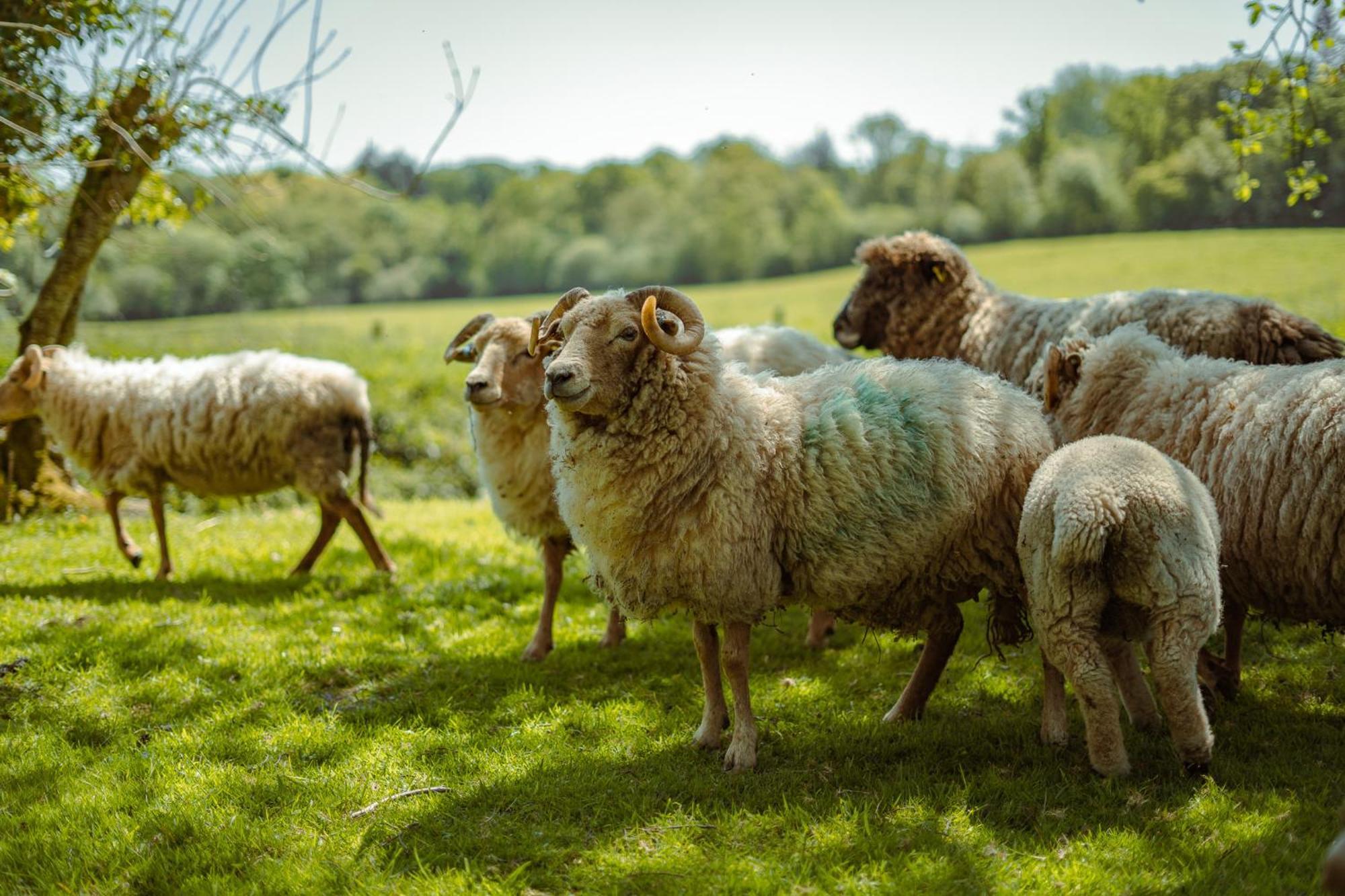 Somerset Shepherds Huts Winsham Εξωτερικό φωτογραφία