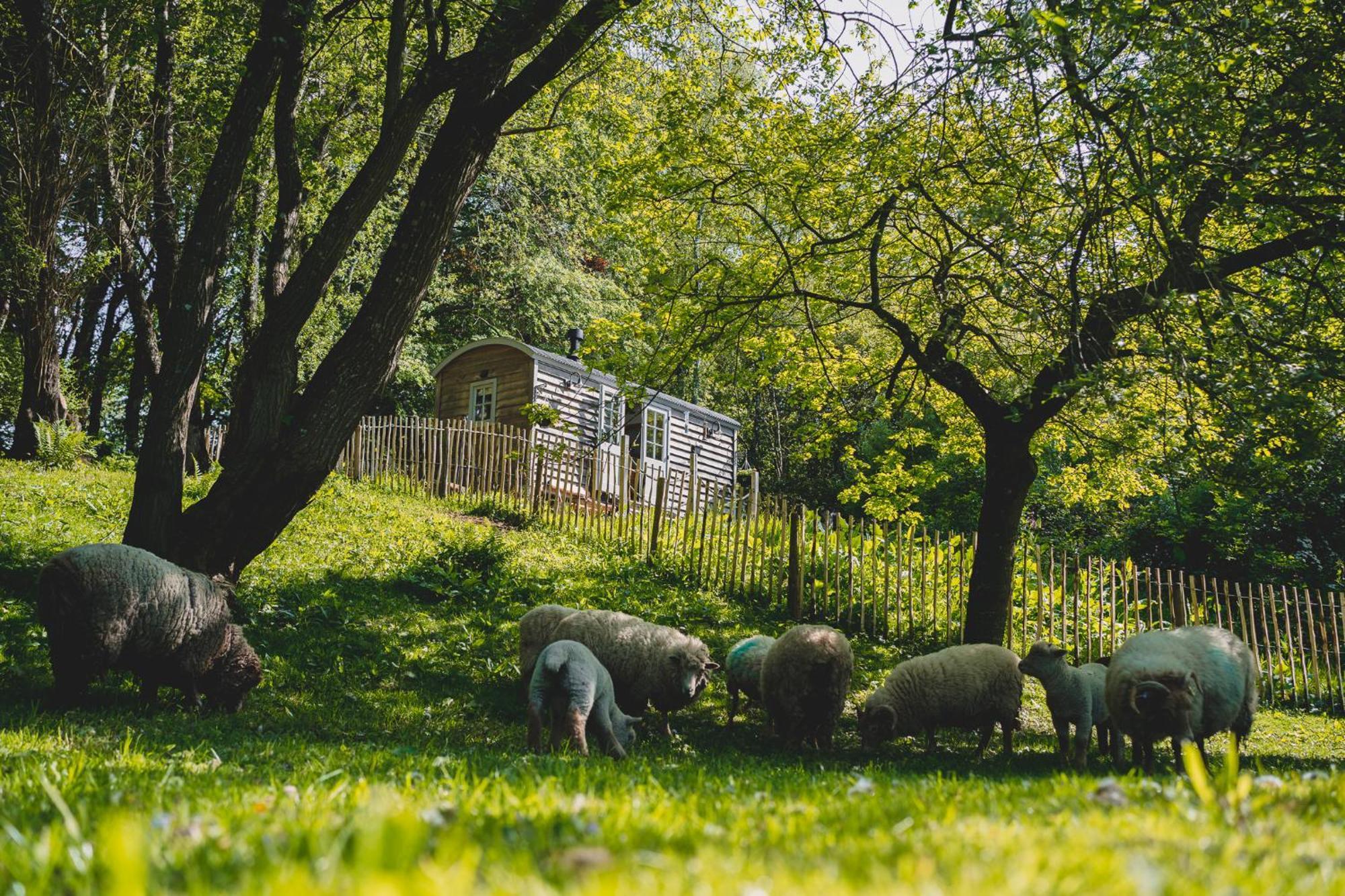 Somerset Shepherds Huts Winsham Εξωτερικό φωτογραφία